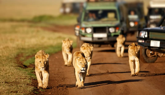 4 Days Tanzania Safari to Lake Manyara, Serengeti and Ngorongoro Crater
